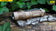 Nitecore Infilux IFE1 Sand Tan CREE XP-G R5 LED Flashlight